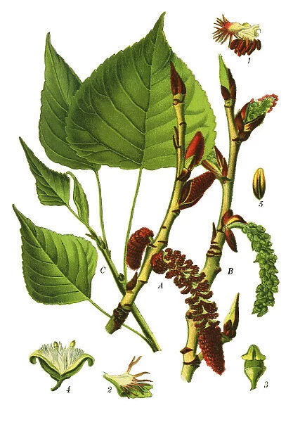 poplar. Antique illustration of a Medicinal and Herbal Plants.