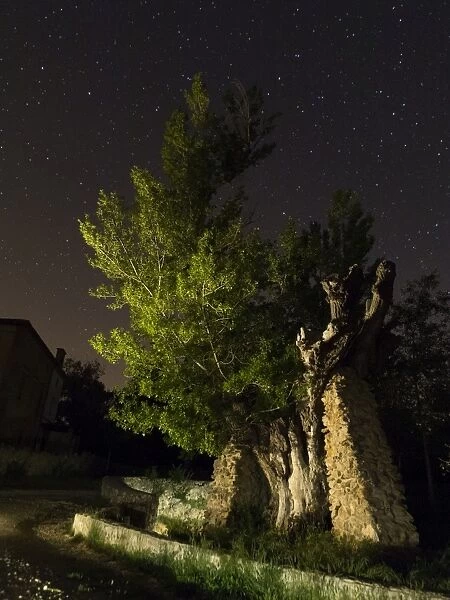 Poplar at night in the light of the stars