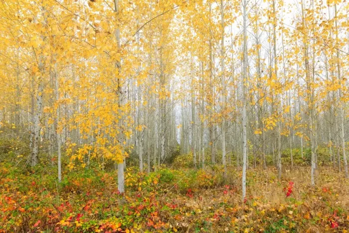 Framed Print : Poplar Tree Grove in Fall Season Framed Print : Poplar Tree Grove in Fall Season