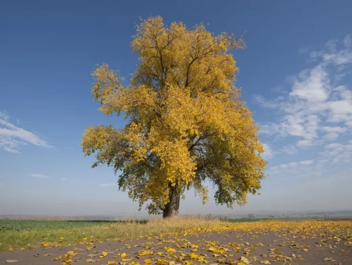 Framed Print : Poplar tree -Populus sp. - In autumn, Thuringia, Germany Framed Print : Poplar tree -Populus sp. - In autumn, Thuringia, Germany
