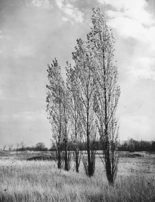 Framed Print : Poplar Trees