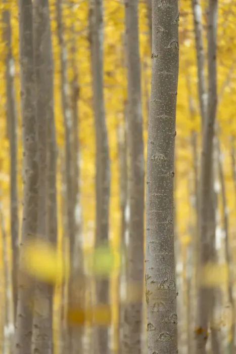 Framed Print : Poplar Trees at Boardman Tree Farm, Morrow County, Oregon, USA Framed Print : Poplar Trees at Boardman Tree Farm, Morrow County, Oregon, USA
