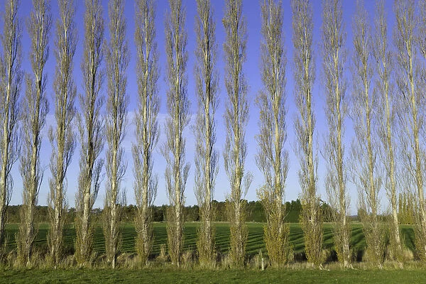 Poplar trees planted as windbreaker, New Zealand