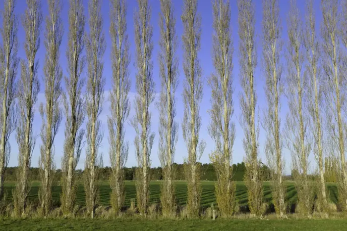 Framed Print : Poplar trees planted as windbreaker, New Zealand Framed Print : Poplar trees planted as windbreaker, New Zealand