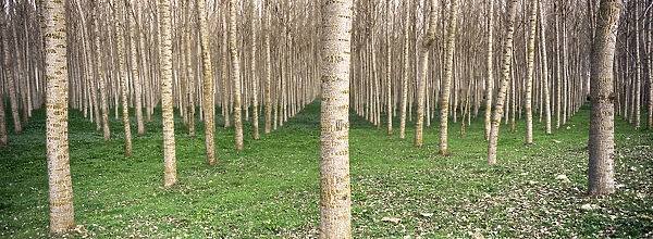 Poplar trees, Sicily, Italy