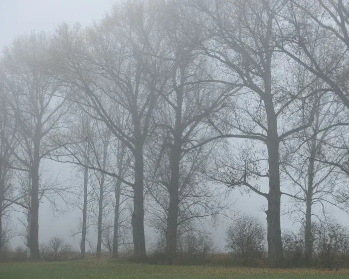 Framed Print : Poplars -Populus- in the autumn fog, Thuringia, Germany Framed Print : Poplars -Populus- in the autumn fog, Thuringia, Germany