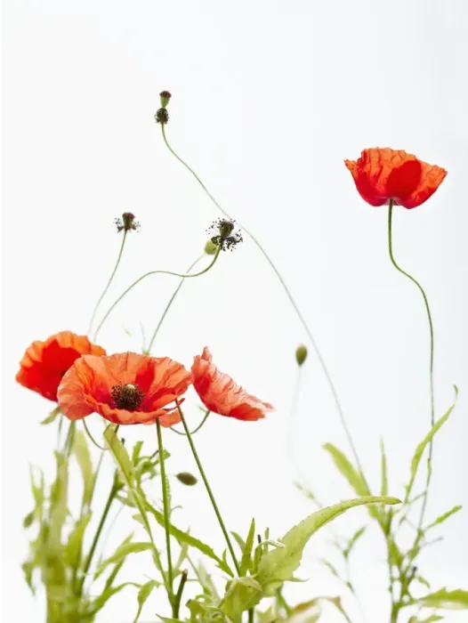 Framed Print : Poppies Framed Print : Poppies