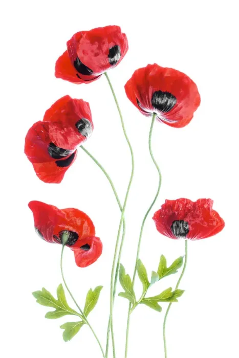 Framed Print : Poppies. A spray of Poppies Framed Print : Poppies. A spray of Poppies