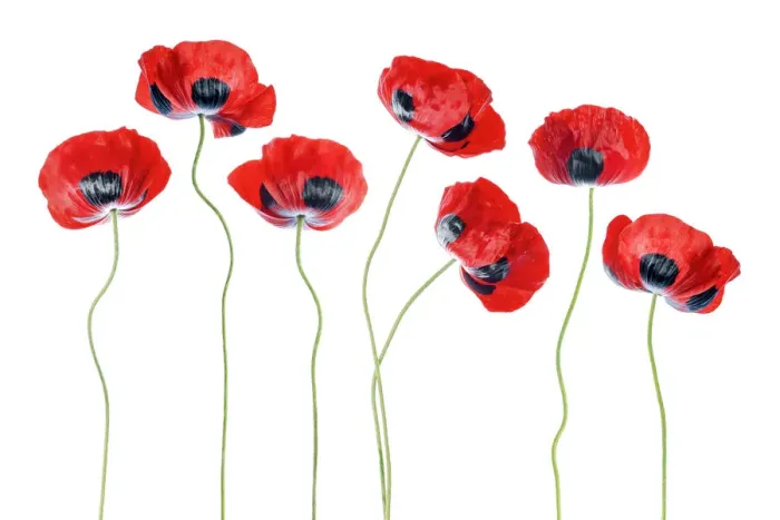 Framed Print : Poppies. Colourful Lady bird poppies ( Papaver Commutatum )arranged against Framed Print : Poppies. Colourful Lady bird poppies ( Papaver Commutatum )arranged against