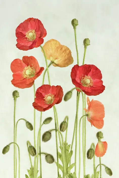 Framed Print : Poppies. Poppy flowers still life Framed Print : Poppies. Poppy flowers still life