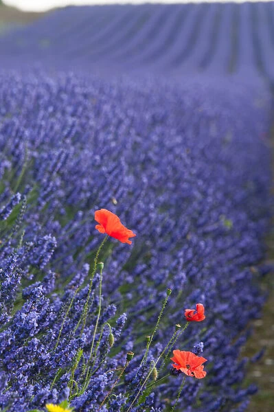 Poppies in lavender fields