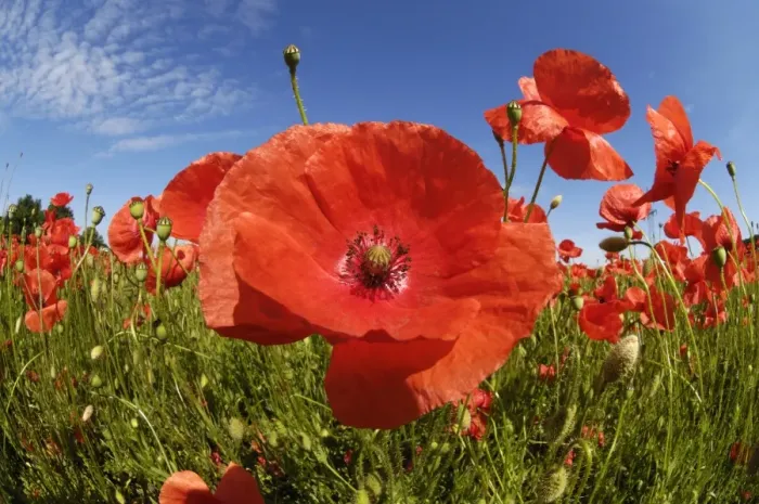 Framed Print : Poppies -Papaver rhoeas-, poppy field near Weilheim, Upper Bavaria, Bavaria, Germany, Europe Framed Print : Poppies -Papaver rhoeas-, poppy field near Weilheim, Upper Bavaria, Bavaria, Germany, Europe