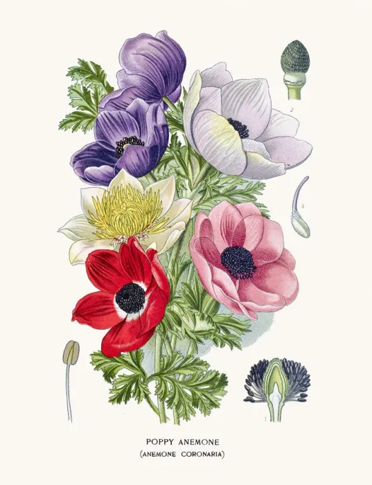 Framed Print : Poppy anemone Framed Print : Poppy anemone