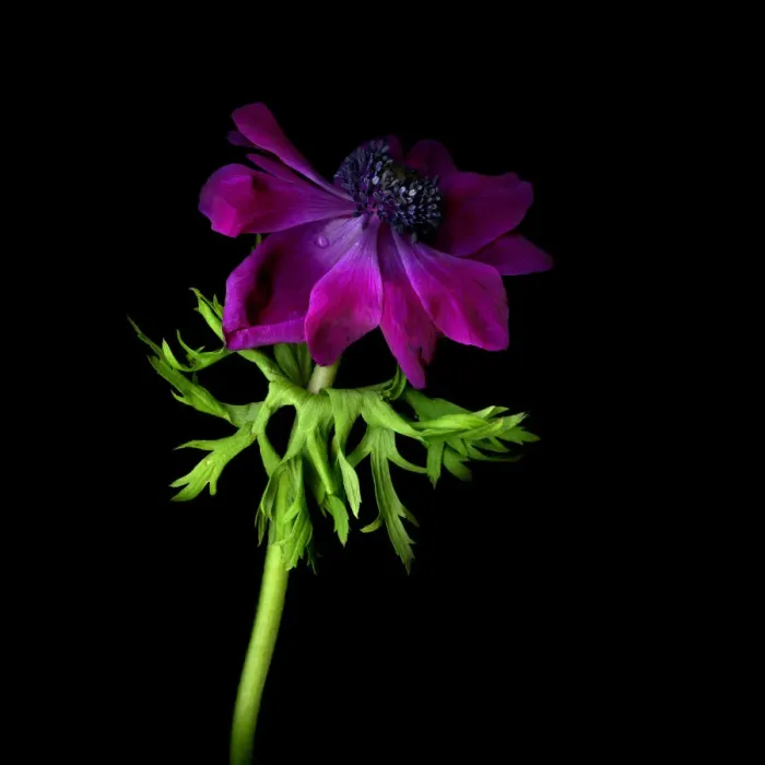 Framed Print : Poppy anemone Framed Print : Poppy anemone