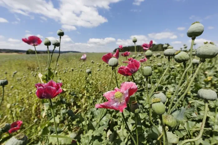 Framed Print : Poppy field -Papaver somniferum-, municipality of Schenkenfelden, Muehlviertel region, Upper Austria, Austria, Europe