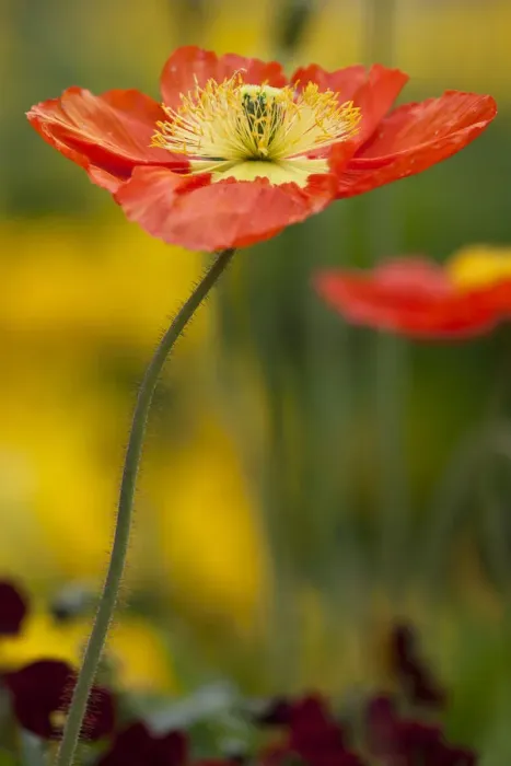 Framed Print : Poppy flower -Papaver sp. - on Mainau Island in Lake Constance, Baden-Wuerttemberg, Germany, Europe