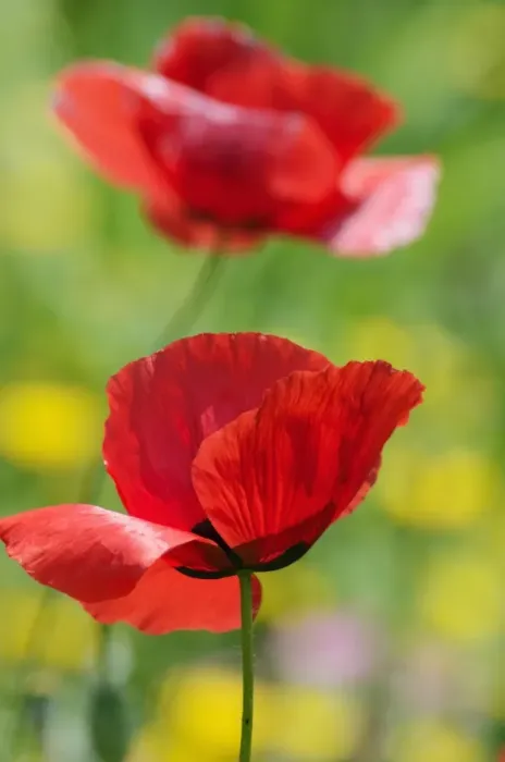 Framed Print : Poppy flowers -Papaver rhoeas-