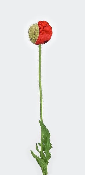 Poppy flowers (Papaver rhoeas), bud, leaf, stem, Germany