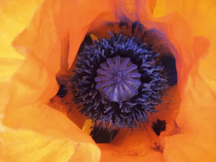 Framed Print : Poppy (Papaver), detail Framed Print : Poppy (Papaver), detail