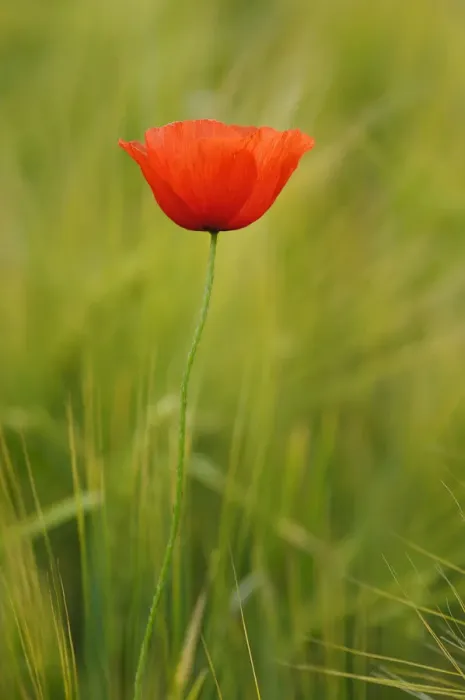 Framed Print : Poppy -Papaver- in a barley field Framed Print : Poppy -Papaver- in a barley field