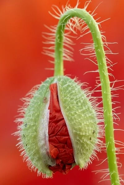 Poppy (Papaver) bud before blooming