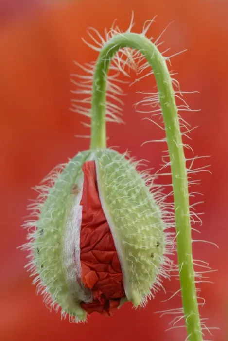 Framed Print : Poppy -Papaver-, bud breaking Framed Print : Poppy -Papaver-, bud breaking
