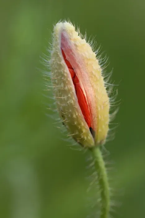Framed Print : Poppy -Papaver-, bud breaking Framed Print : Poppy -Papaver-, bud breaking