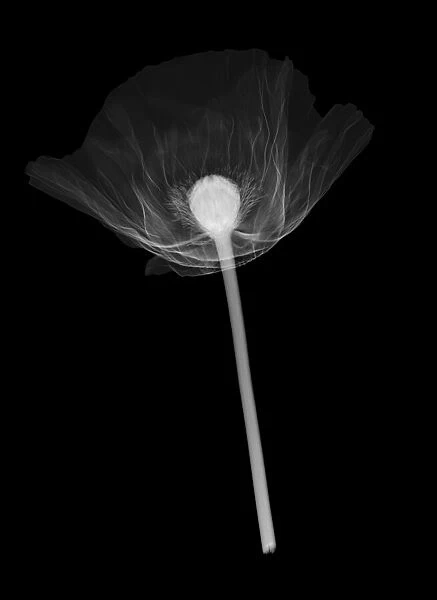 Poppy (Papaver orientalis), X-ray