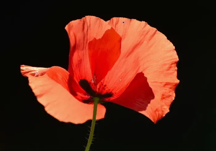 Framed Print : Poppy -Papaver rhoeas-, flower, backlighting
