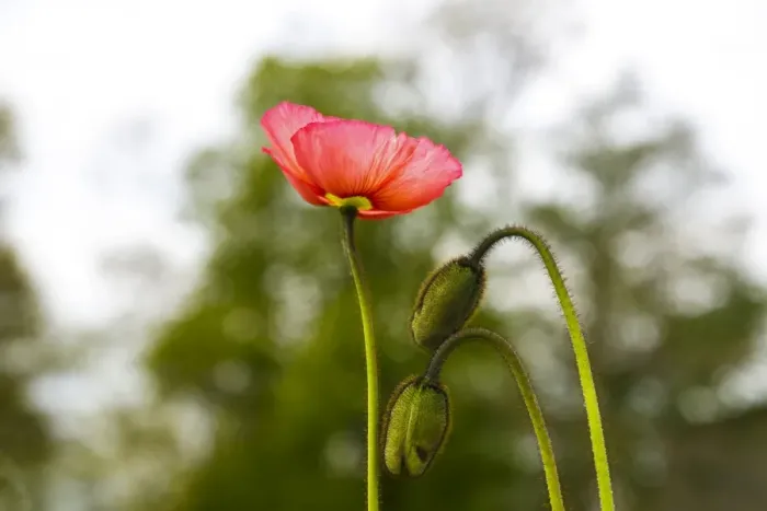 Framed Print : Poppy -Papaveraceae- Framed Print : Poppy -Papaveraceae-