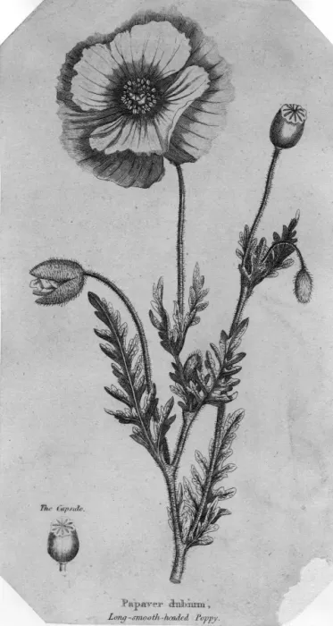 Framed Print : Poppy. circa 1880: A poppy. (Photo by Hulton Archive / Getty Images) Framed Print : Poppy. circa 1880: A poppy. (Photo by Hulton Archive / Getty Images)