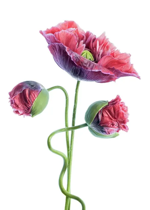 Framed Print : Poppy Portrait Framed Print : Poppy Portrait