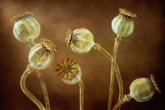 Framed Print : Poppy seedheads Framed Print : Poppy seedheads