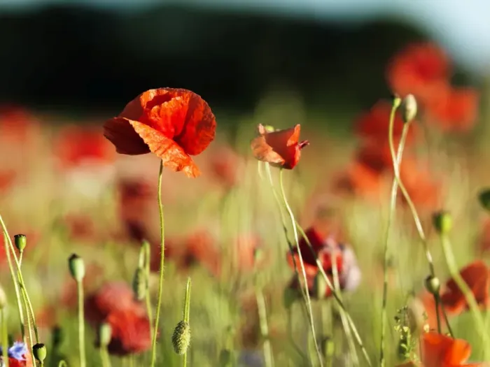 Framed Print : Poppys on field Framed Print : Poppys on field