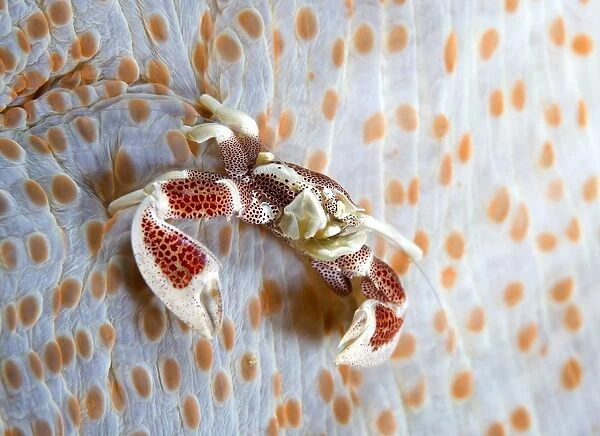 Crab. Porcelain crab on back side of anemone, Indonesia