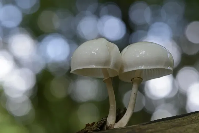 Framed Print : Porcelain Fungus -Oudemansiella mucida-, Emsland, Lower Saxony, Germany Framed Print : Porcelain Fungus -Oudemansiella mucida-, Emsland, Lower Saxony, Germany