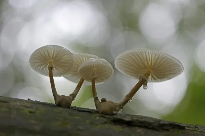 Framed Print : Porcelain Fungus -Oudemansiella mucida-, Emsland, Lower Saxony, Germany Framed Print : Porcelain Fungus -Oudemansiella mucida-, Emsland, Lower Saxony, Germany