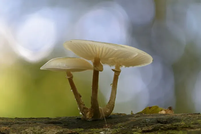 Framed Print : Porcelain Fungus -Oudemansiella mucida-, Emsland, Lower Saxony, Germany Framed Print : Porcelain Fungus -Oudemansiella mucida-, Emsland, Lower Saxony, Germany