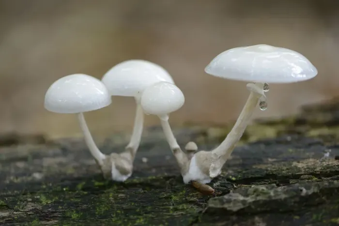 Framed Print : Porcelain Fungus -Oudemansiella mucida-, Emsland, Lower Saxony, Germany Framed Print : Porcelain Fungus -Oudemansiella mucida-, Emsland, Lower Saxony, Germany
