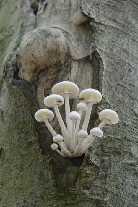 Framed Print : Porcelain Fungus -Oudemansiella mucida-, Emsland, Lower Saxony, Germany Framed Print : Porcelain Fungus -Oudemansiella mucida-, Emsland, Lower Saxony, Germany