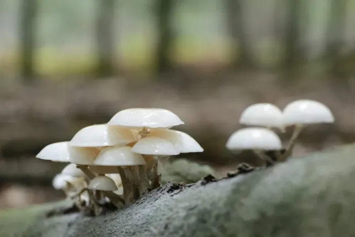 Framed Print : Porcelain Fungus -Oudemansiella mucida-, Emsland, Lower Saxony, Germany Framed Print : Porcelain Fungus -Oudemansiella mucida-, Emsland, Lower Saxony, Germany