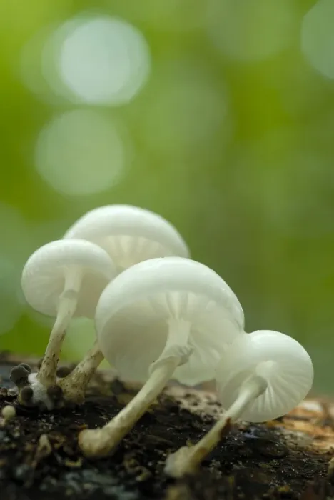 Framed Print : Porcelain Fungus (Oudemansiella mucida) Framed Print : Porcelain Fungus (Oudemansiella mucida)