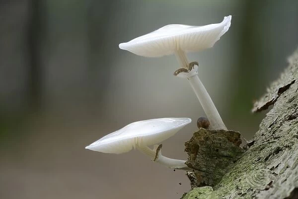 Porcelain Fungus -Oudemansiella mucida-, Emsland, Lower Saxony, Germany