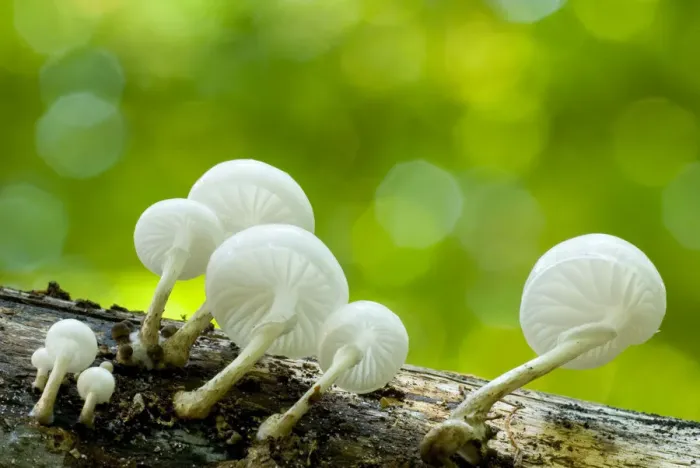 Framed Print : Porcelain Fungus (Oudemansiella mucida in), with backlighting Framed Print : Porcelain Fungus (Oudemansiella mucida in), with backlighting