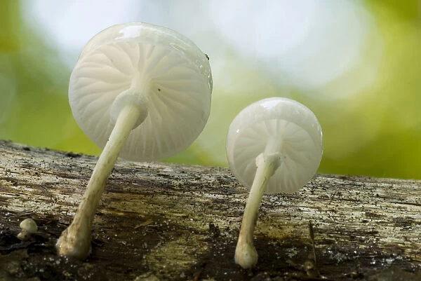 Porcelain Fungus (Oudemansiella mucida in), with backlighting