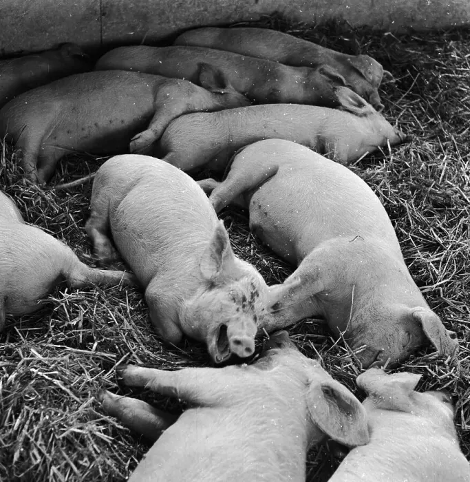 Framed Print : Porcine Rest