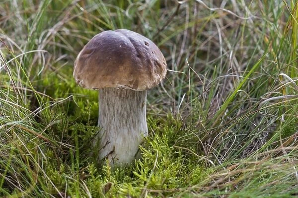Porcini Mushroom -Boletus edulis-, forest, Henne, Region of Southern Denmark, Denmark