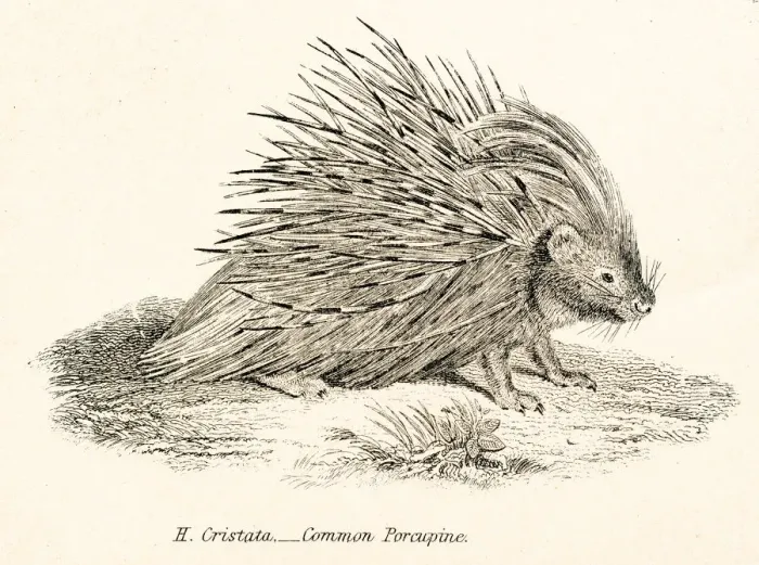 Framed Print : Porcupine engraving 1803 Framed Print : Porcupine engraving 1803