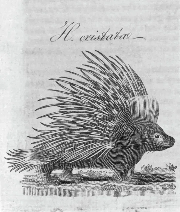 Framed Print : Porcupine; Engraving Framed Print : Porcupine; Engraving