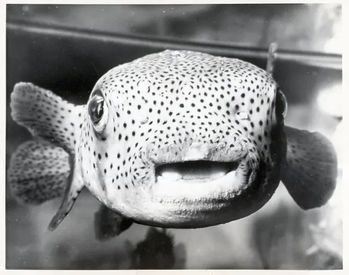 Framed Print : Porcupine Fish Framed Print : Porcupine Fish